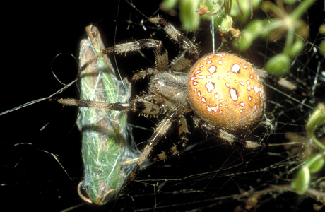 Vierfleck-Kreuzspinne (Araneus quadratus) - © Christian Komposch